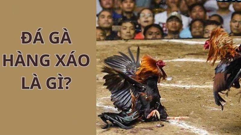 Đá gà hàng xáo là gì?