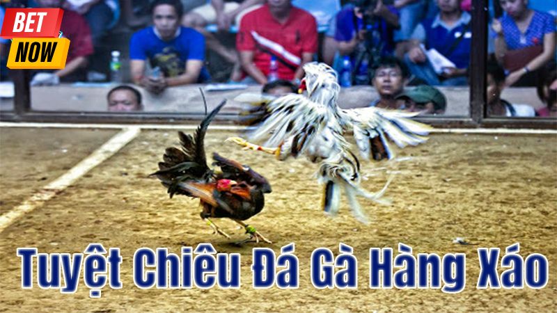 Thủ thuật chơi đá gà hàng xáo